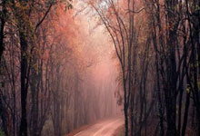 法国前锋穆阿尼连中双元 尤文胜科莫升上意甲第四.